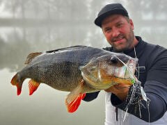 SPRO Iris Baby ThrillSeeker Rh Riger 2/0 8G Suni Yem