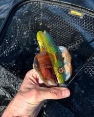 SPRO Iris Shocktail 20Cm Silikon Yem Firetiger