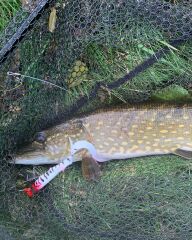 SPRO Iris Shocktail 20Cm Silikon Yem Redhead