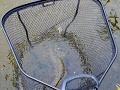 SPRO HD Comfort Lift Predator Kepçe 70x60cm