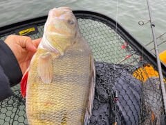 SPRO HD Comfort Lift Predator Kepçe 70x60cm