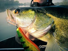 SPRO The Rapper 128 SLS 49g UV Perch Sert Suni Yem