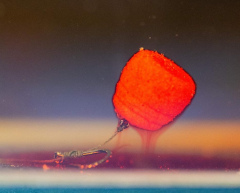 Haldorado Tornado Wafter Garlic Almond 12mm Balanslı İğne Yemi