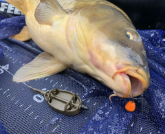 Haldorado Tornado Smoke Wafter Champion Corn 12mm Dumanlı Balanslı İğne Yemi