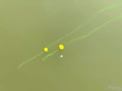 Haldorado Tornado Smoke Method Red Devil 6-8mm Dumanlı Balanslı İğne Yemi