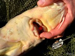 Haldorado 4S Method Pellet Wafter Strawberry Squid 6-7-8-9mm Feeder Kanca Yemi