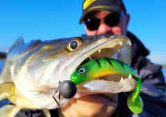 SPRO Ripple Profighter Shad 14cm Perch Silikon Yem
