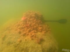 Haldorado 4S Method Pellet Wafter Papaya Mango 6-7-8-9mm Feeder Kanca Yemi