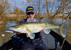 SPRO Ripple Profighter Shad 14cm Yellow Pike Silikon Yem