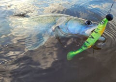 SPRO Ripple Profighter Shad 14cm Firetiger Silikon Yem