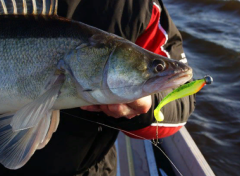 Fox Rage Zander Pro Shad 10 cm Silikon Yem