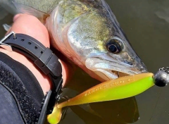 Fox Rage Zander Pro Shad 10 cm Silikon Yem