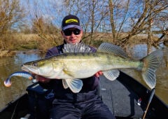 SPRO Ripple Profighter Shad 14cm Blue Roach S.Yem