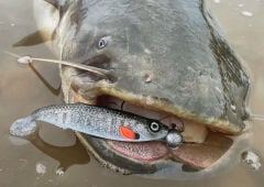 SPRO Ripple Profighter Shad 14cm Blue Roach S.Yem