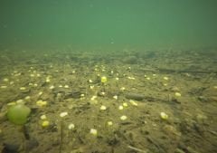ESP Big Buoyant Sweetcorn Fluro Beyaz Pembe Yüzen Silikon Mısır