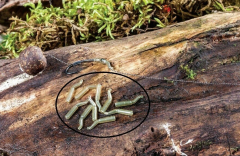 Extra Carp Line Aligner Rig İğne Hizalayıcı Aparat