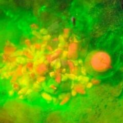 CPK 3D Fluorescent Squid & Capsuna 70ml Dumanlı Atraktör