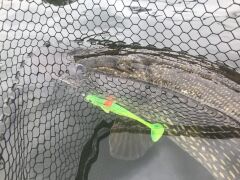 Quantum BisswundeR 16cm Plotzi