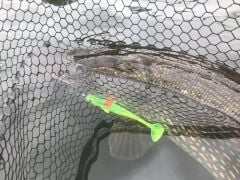 Quantum BisswundeR 16cm Sour Apple