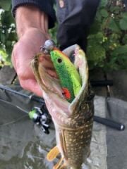 Quantum BisswundeR 16cm Sour Apple