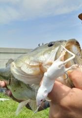 Savage Gear 3D Rad 30cm 86gr Suni Yem