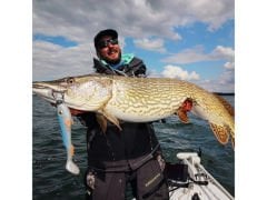 Abu Garcia Beast Pike Shad 16cm 30g Turna Silikonu