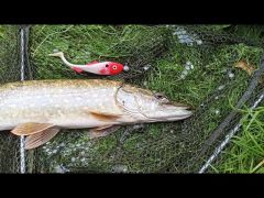 Abu Garcia Beast Pike Shad 16cm 30g Turna Silikonu