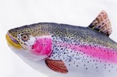 Gaby Fish Oncorhyncus Mykiss Peluş Yastık 62cm