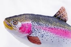 Gaby Fish Oncorhyncus Mykiss Alabalık Peluş Yastık 62cm