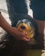 Fox Edges Illusion Fluoro D-Rigs No-4 3 Adet Sazan Rig