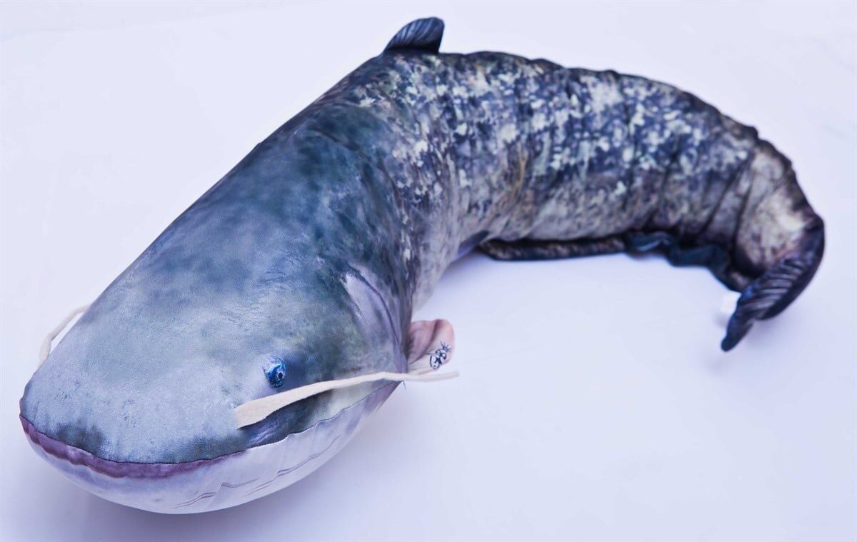 Gaby Fish Catfish Silurus Glanis Peluş Yayın Balığı 115cm