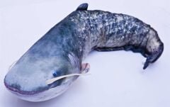 Gaby Fish Catfish Silurus Glanis Peluş Yayın Balığı 115cm