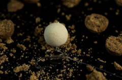 Sticky Baits The Krill White Ones 130g 15mm Wafters