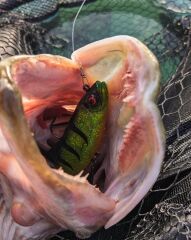 Daiwa Prorex Lazy Roach RD 16cm 56gr Silikon Yem