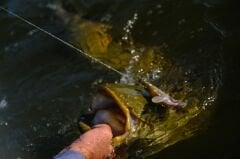 Daiwa Prorex Lazy Roach RD 16cm 56gr Silikon Yem