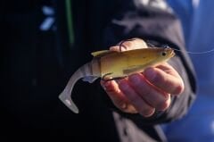 Daiwa Prorex Lazy Roach RD 16cm 56gr Silikon Yem