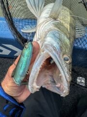 Daiwa Prorex Lazy Roach RD 16cm 56gr Silikon Yem