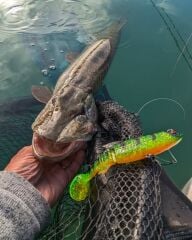 Daiwa Prorex Lazy Roach RD 16cm 56gr Silikon Yem