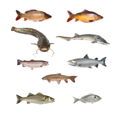 Trofem 9 mm High Protein Pellet