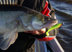 Fox Rage Zander Pro Shad 7,5 cm Silikon Yem