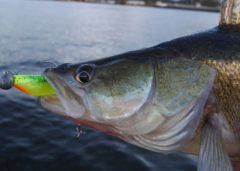 Fox Rage Zander Pro Shad 7,5 cm Silikon Yem