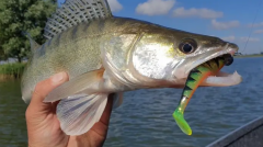 Fox Rage Zander Pro Shad 7,5 cm Silikon Yem
