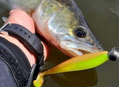 Fox Rage Zander Pro Shad 7,5 cm Silikon Yem