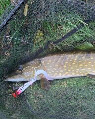 SPRO Iris Shocktail 30Cm Yellow Steel Silikon Yem