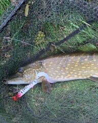SPRO Iris Shocktail 30Cm Firetiger Silikon Yem