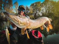 SPRO Iris Shocktail 30Cm Firetiger Silikon Yem