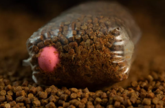 Sticky The Krill Pink Ones Pop Up 16mm 100g