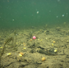 ESP Artificial Buoyant Boilies 16 adet